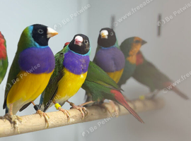 Gouldian finches