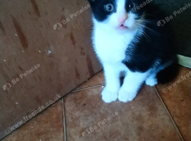 Kittens 9 weeks old