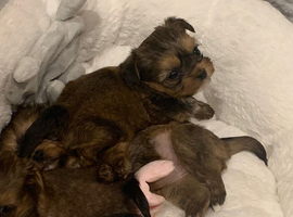 Beautiful Shi tzu puppies