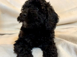 Stunning F1b cockapoo puppies READY NOW