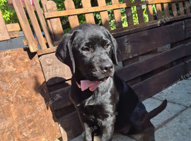 Rottweiler/lab girl well trained.