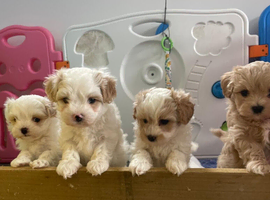 Korean Toy maltipoo puppies from Dna tested mum