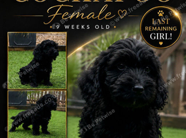 Female cockapoo 9 weeks old