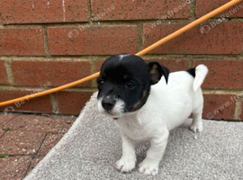 Jack Russell puppies for sale