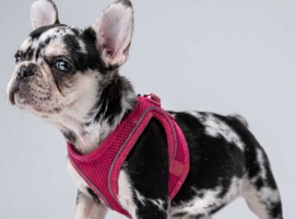 12 week Merle french bulldog