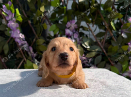 Cream Longhair Miniature dachshund