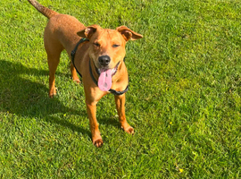 10 month old red dog x doberman x