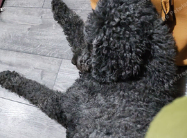 Standard poodle ( bitch)