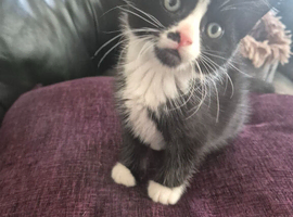 Two beautiful kittens