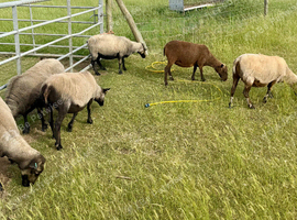 Registered Shetland Ewes x 14