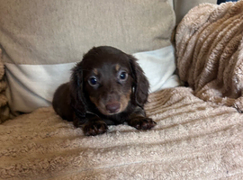 Miniature dachshund
