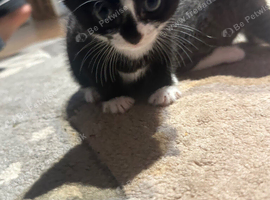 Kitten