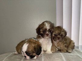 Shih Tzu puppies
