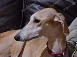 4 lurcher puppies