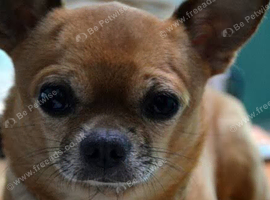 I won't to buy not sell a chihuahua  or pug