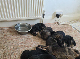 German Shepherd Puppies