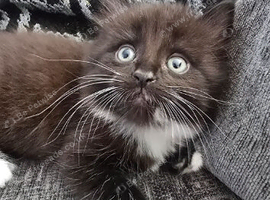 1 longhaired boy ready now