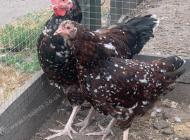 Young pair of Speckled Sussex