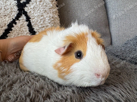 Two boys looking for forever homes