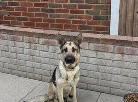 2 year old female