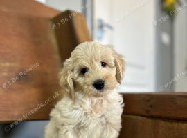 Bluebell wonderful cockapoo now ready to leave us