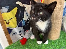 VERY LOVING BOY KITTEN READY NOW