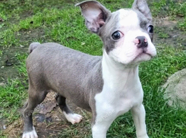 Stunning kc lilac Boston Terrier Puppy