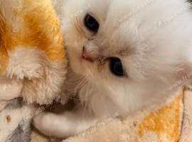 Stunning pure bred Persian kittens