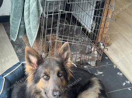 Gorgeous blue and tan German shepherd