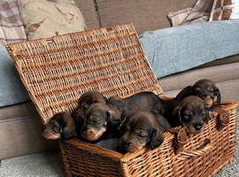 KC Registered Wire-Haired Dachshund (Teckel) Puppies