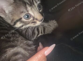 5 beautiful kittens available now for 1x male ginger rehomed