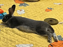 Mini Rex buck 27 week old - Roger