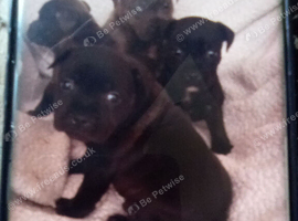 Staffordshire bull terrier pups
