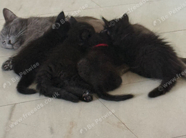 4 beautiful black British short hair/mix kittens