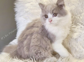 Amazing loving British shorthair