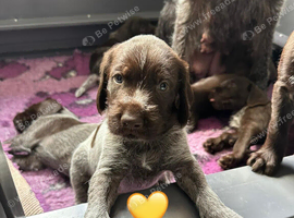 Kc reg german wirehaired pointer puppies for sale