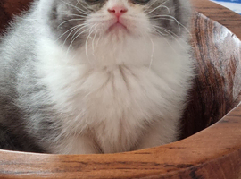 British Shorthair kittens for sale.