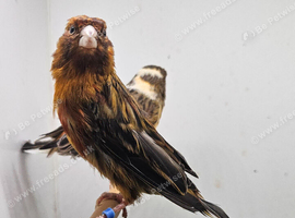 Breeding Pair of Canaries