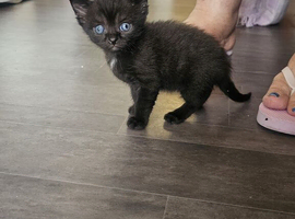 Ragdoll baby cat 11 weeks