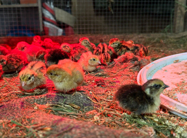 &pound;2 Japanese /Coturnix Quail chicks (day old)