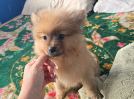 Pomeranian puppy