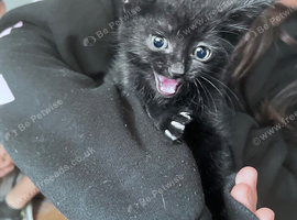 2x black female kittens