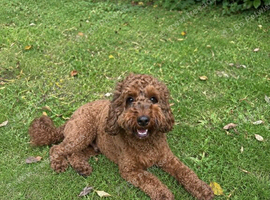 Loving Cockapoo
