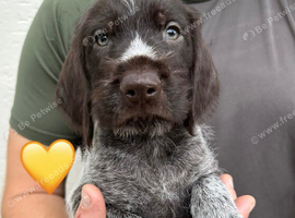 Kc reg german wirehaired pointer puppies for sale