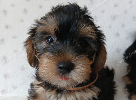 YORKSHIRE TERRIER PUPPIES READY NOW