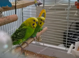 2 budgies need rehoming