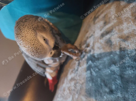 African grey parrot