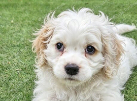 One puppy left due to time wasters