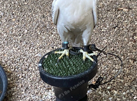 Male Gyr Falcon