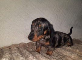 Mini Dachshund Puppy